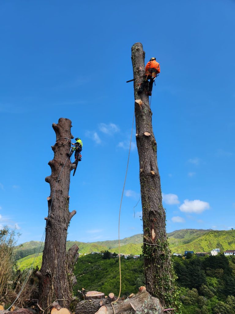 Treework Wellington