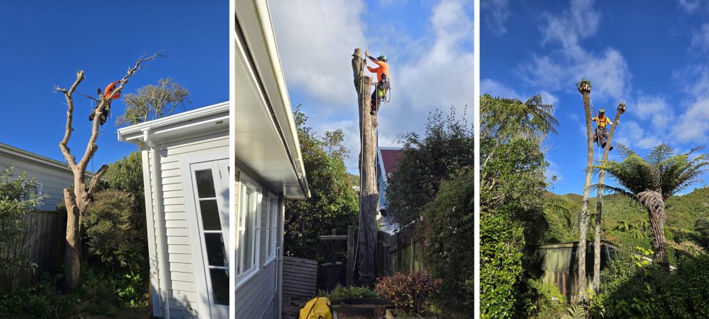 Arborist Wellington